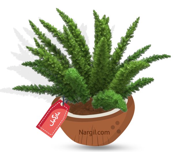  Nargil - Foxtail Fern